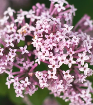 Valeriana